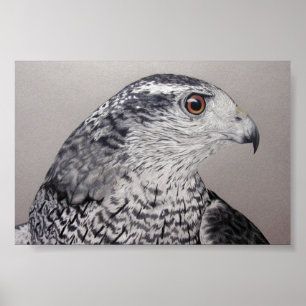 Pôster Goshawk do norte