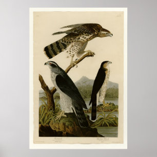 Poster Goshawk & falcão de Stanley