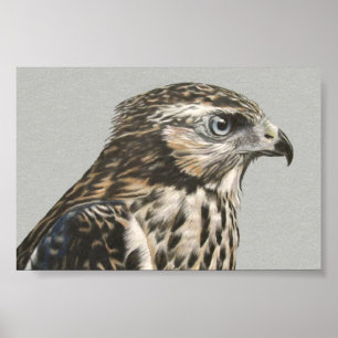 Pôster Goshawk imaturo