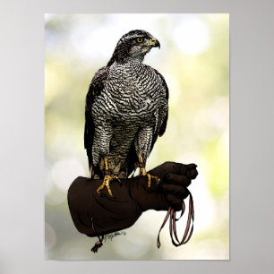 Pôster Goshawk na luva