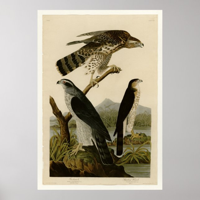 Poster Goshawk & Stanley Hawk (Frente)