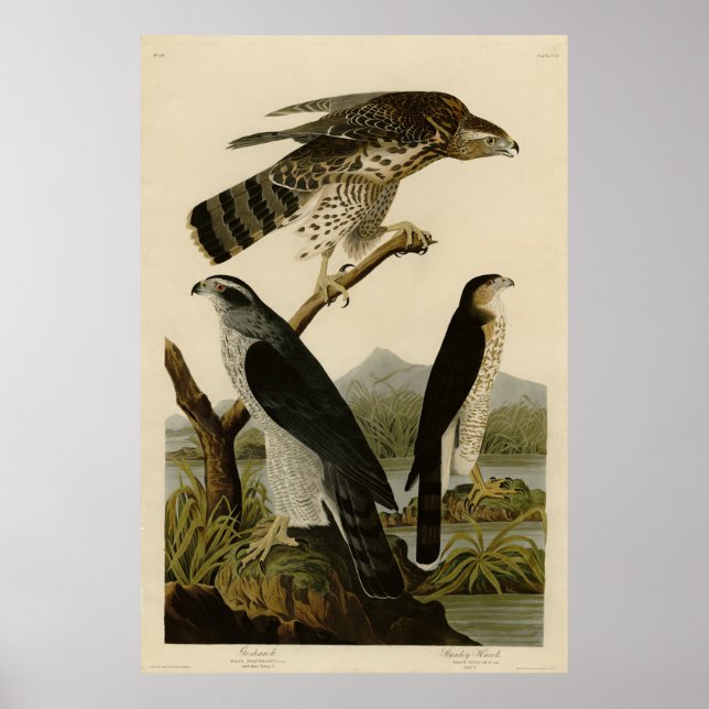 Poster Goshawk, Stanley Hawk, os Pássaros da América de A (Frente)