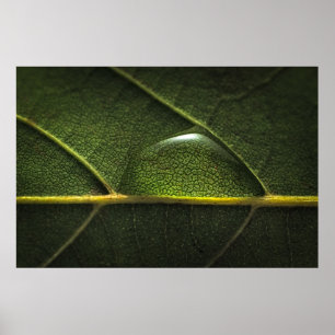 Poster Gotas da folha