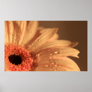 Poster Gotas da pétala