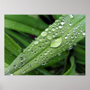 Pôster Gotas de água