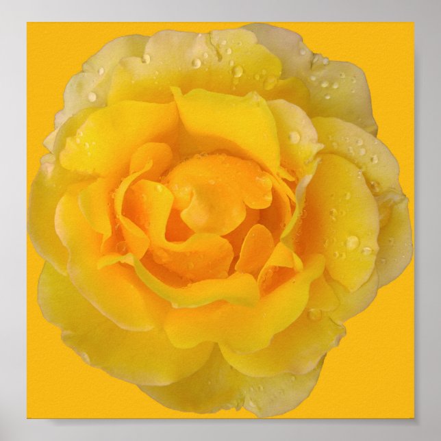 Poster Gotas de Água de Rosa Amarela Romântica (Frente)