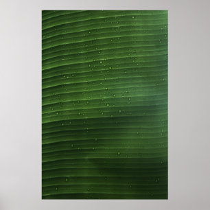 Poster Gotas de água em folha verde