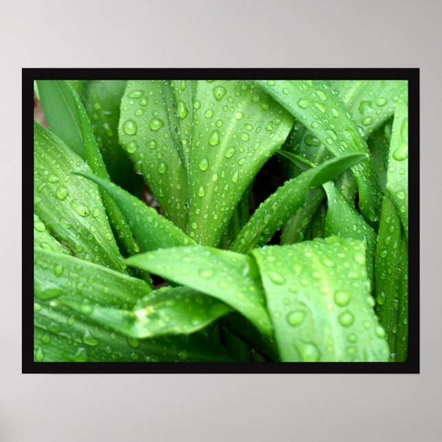 Poster Gotas de chuva (Frente)