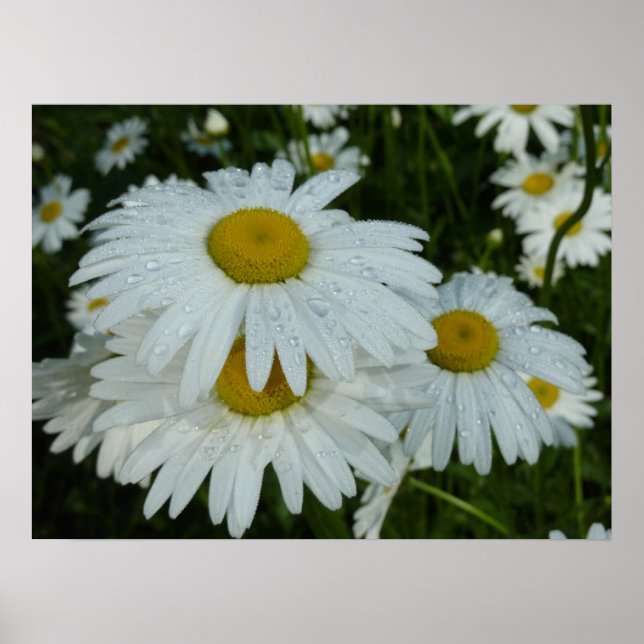 Poster Gotas de chuva em Daisies Wildflower (Frente)