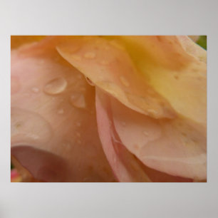 Pôster Gotas de chuva em Rosa de Petais Rosa Pálido