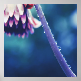 Poster Gotas de chuva no Abstrato da Macro Stem Stem do F