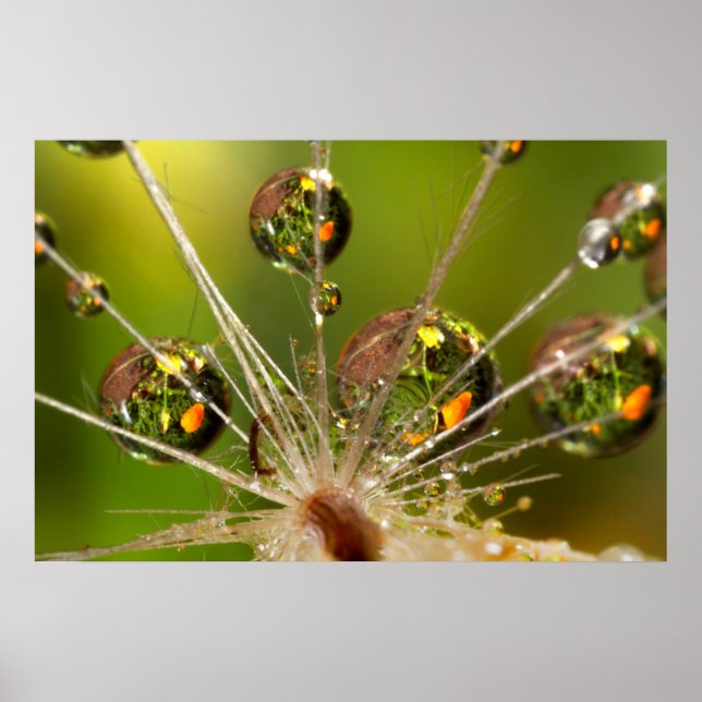 Poster Gotas De Dandelion E Água (Frente)