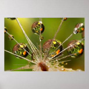 Poster Gotas De Dandelion E De Água