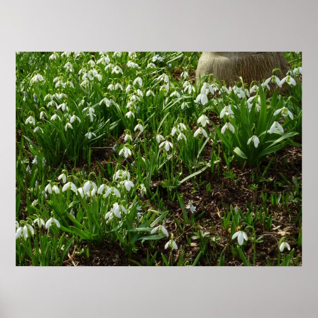 Poster Gotas de neve II (Galanthus) Primavera (Frente)
