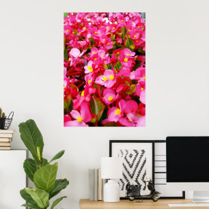 Poster Gotas Rosa De Primavera, Begônia