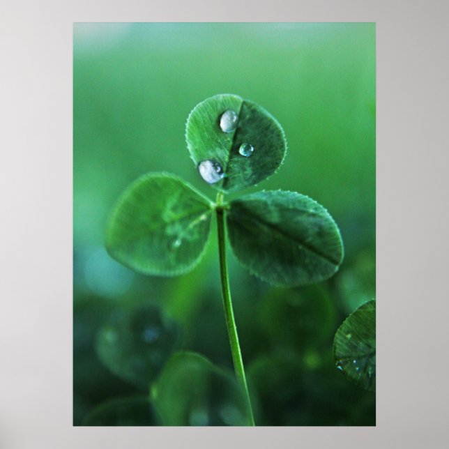 Poster Gotículas de Chuva em Folhas de Trevo Verde Macro (Frente)