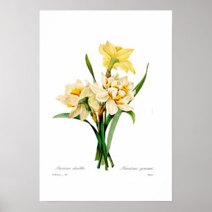 Poster Gouani do narciso