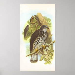 Poster Gould - Buzzard de mel - apivorus do Pernis