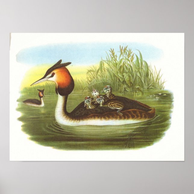 Pôster Gould - Excelente Cresta - Podiceps cristatus (Frente)