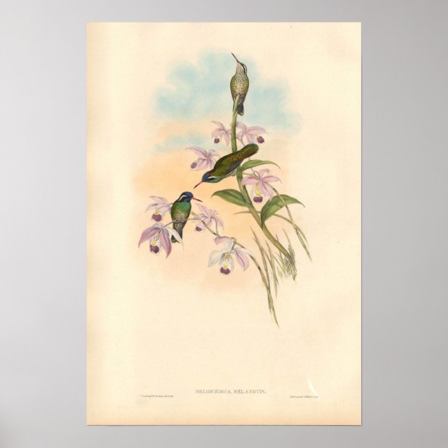 Poster Gould Hummingbird e Orchídeos (Frente)