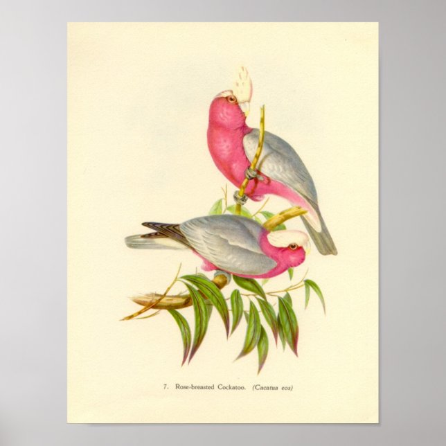 Pôster Gould - Rose-Breasted Cockatoo Portfolio (Frente)