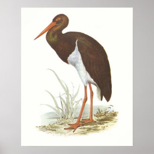 Poster Gould - Tempestade Negra - Cliconia nigra