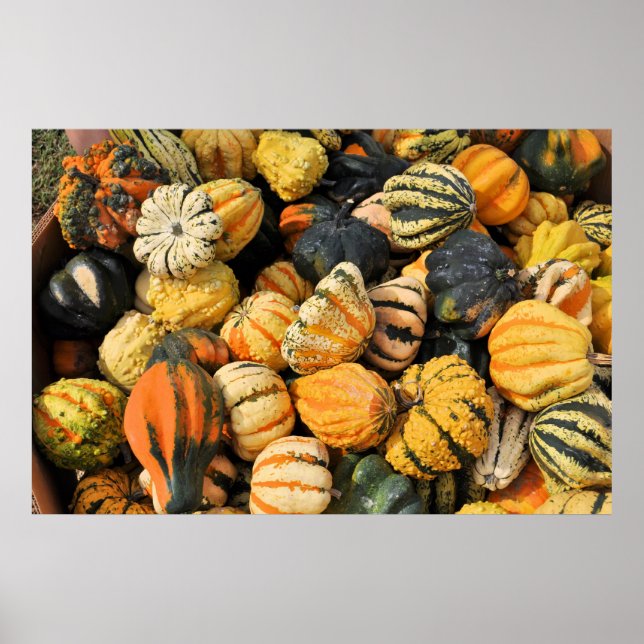 Pôster Gourds Galore! -poster (Frente)