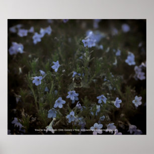 Poster Graça pelas abelhas