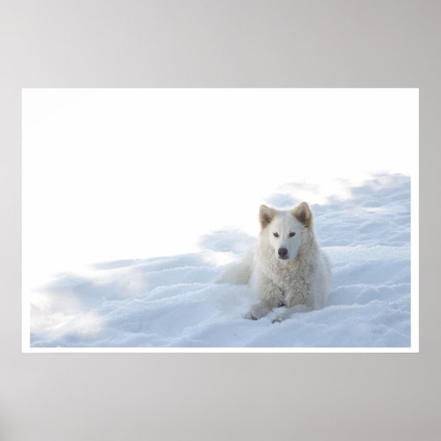 Pôster Grace (Frente)