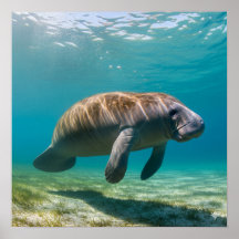Graceful Manatee