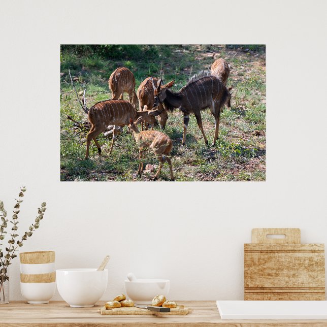 Poster Graceful Nyala Antelope in Africa (Cozinha)