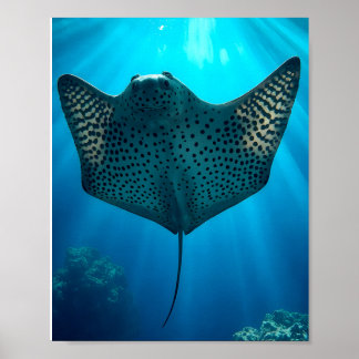 Poster Graceful Spotted Ray