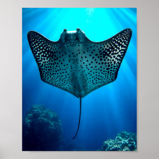 Poster Graceful Spotted Ray