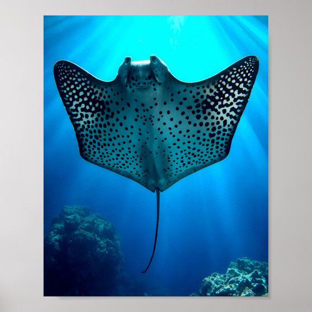 Poster Graceful Spotted Ray (Frente)