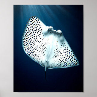 Poster Graceful Spotted Ray