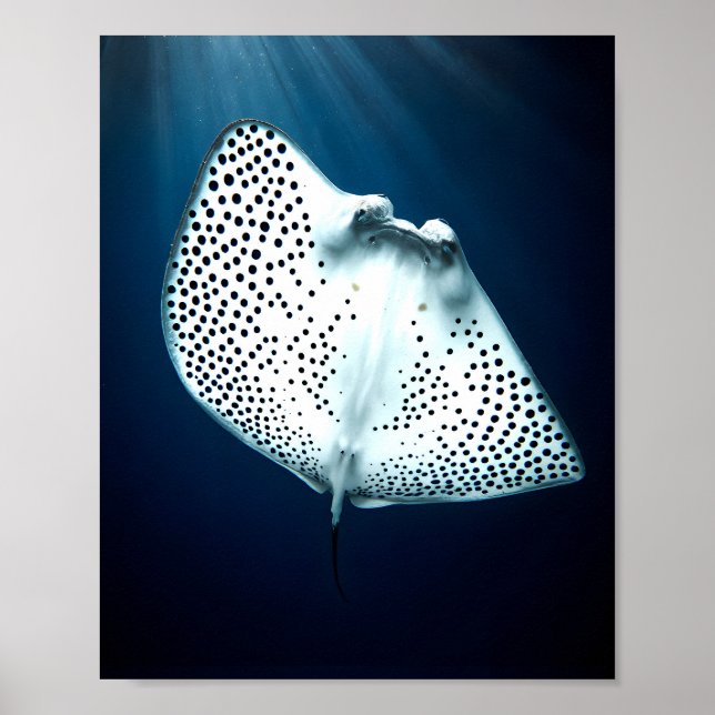 Poster Graceful Spotted Ray (Frente)