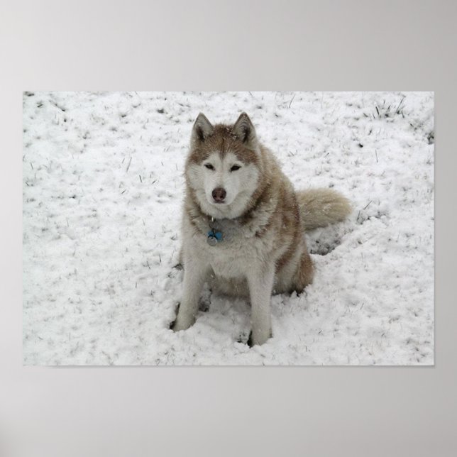 Pôster Gracie 1 (Frente)