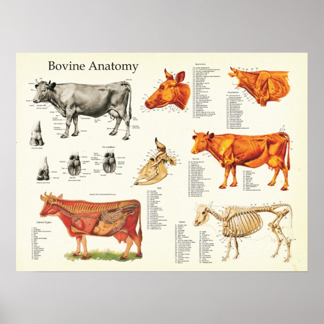Pôster Gráfico Anatômico Bovina Vaca - 18" X 24" (Frente)