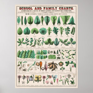 Poster Gráfico Botânico Vintage