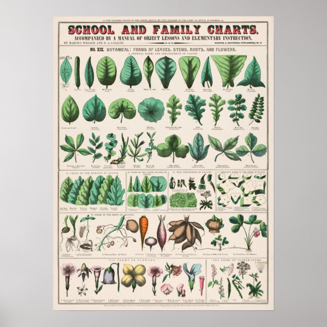 Poster Gráfico Botânico Vintage (Frente)