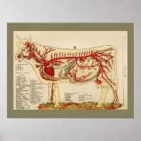 Gráfico da Anatomia da Artéria Vintage da Vintage