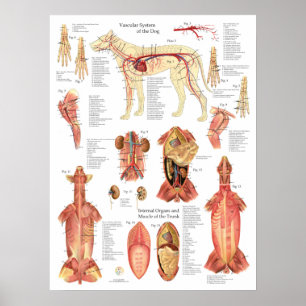 Poster Gráfico da Anatomia das Artérias Musculares de Cãe