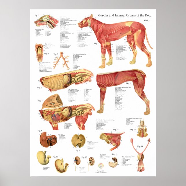 Poster Gráfico da Anatomia Interna dos Músculos do Cão (Frente)
