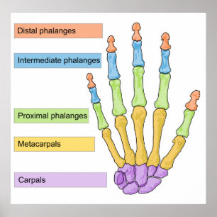 Pôster Gráfico da Divisão Óssea Principal da Mão Humana C