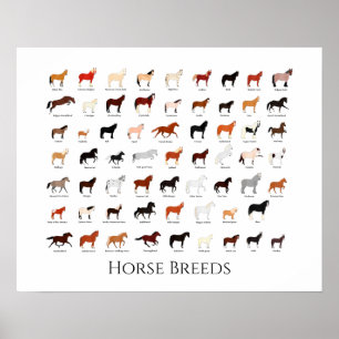 Poster Gráfico de 60 raças de cavalos