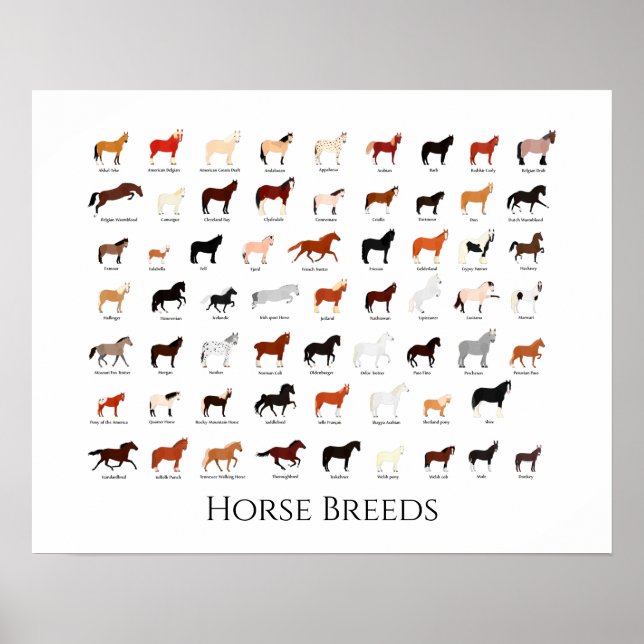 Poster Gráfico de 60 raças de cavalos (Frente)