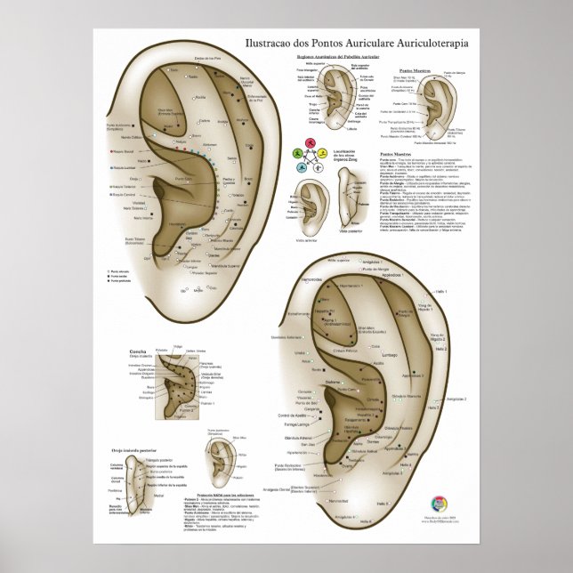 Poster Gráfico de Acupuntura Auricular Espanhol (Frente)