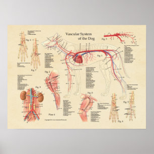 Poster Gráfico de Anatomia Cardíaca do Sistema Vascular C