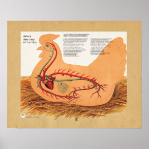 Poster Gráfico de Anatomia da artéria Chicken Hen