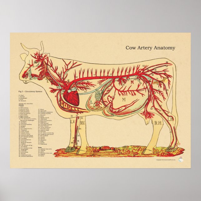 Pôster Gráfico de Anatomia da artéria Veterinária da Vaca (Frente)